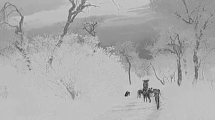 Black-hot thermal image: African wild dogs as dark shapes on a pale track