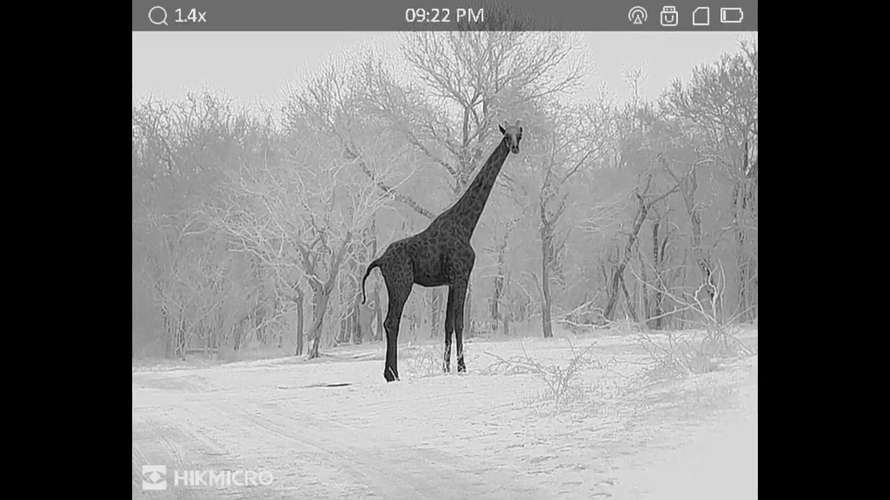 Giraffe