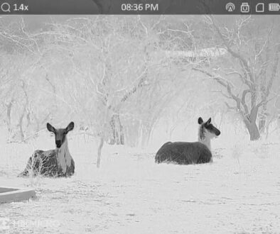 Water Buck