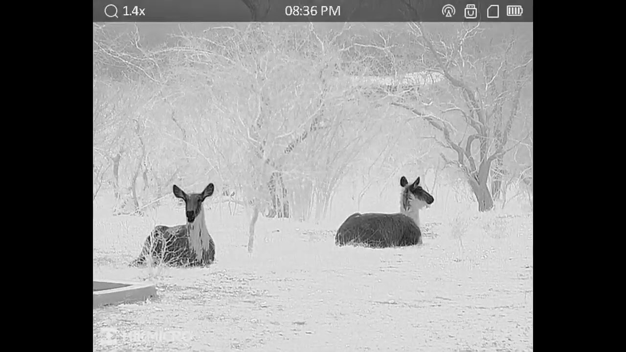 Water Buck